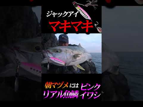 佐賀県唐津エリアロックショアジギング #釣り  #ジャックアイ