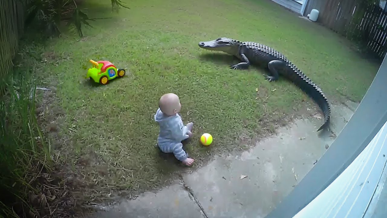 Wild Animals Enter Human Territory Caught on Camera