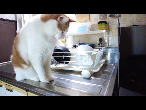 猫と玉子