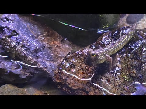 Mudskipper feeding on live California black worms Want to create live streams like this? Check out StreamYard_ https_//streamyard.com/pal/d/5017795320