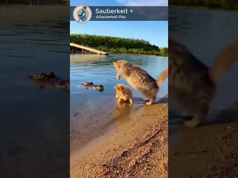 Puppy’s guardian angel… with claws