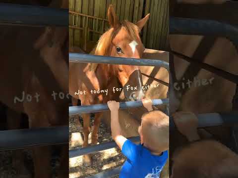 On a mission to catch our horses sleeping laying down - so far, it remains #missionimpossible! 💤