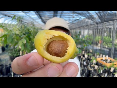 強烈に薔薇の香りがする謎フルーツがあった...