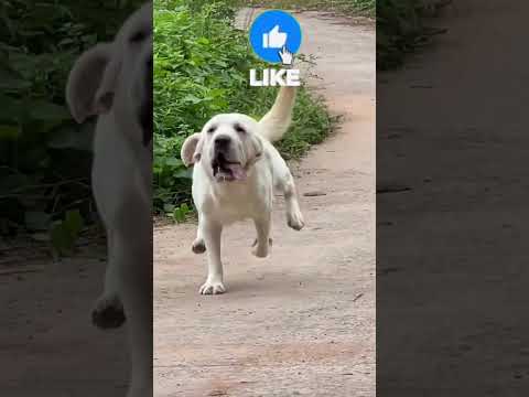 मालिक ने टॉमी को छोड़ दिया 😟 || - वुडोवर्किंग आर्टस्किल ~woodworkingartskill#viral #shorts