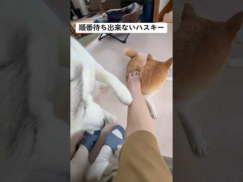 順番待ち出来ないハスキー #shorts