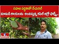 Kapil Agro Farms is Providing Natural Mangos with Natural Method.. | Kapil Agro Farms | hmtv