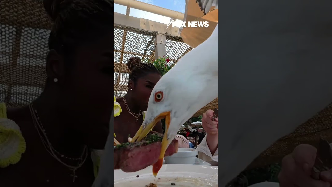 Seagull attacks couple's plate of food #shorts #viral #foxnews #news #us #fox