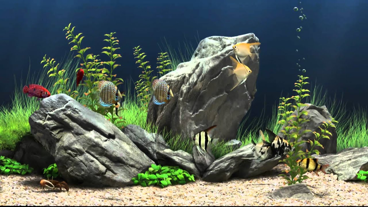 Dream Aquarium Virtual Fishtank 1 - YouTube Dream Aquarium Virtual Fishtank 1 - YouTube