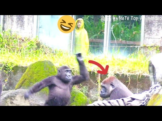 Ringo Tries to Challenge Auntie—The Tourists Are Loving It!😆林戈試圖挑戰阿姨，逗得遊客們笑聲連連、超開心！😆🎉