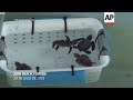 EE.UU. registra récords de nidos de tortuga marina, a pesar de la amenaza del cambio climático  - 01:57 min - News - Video