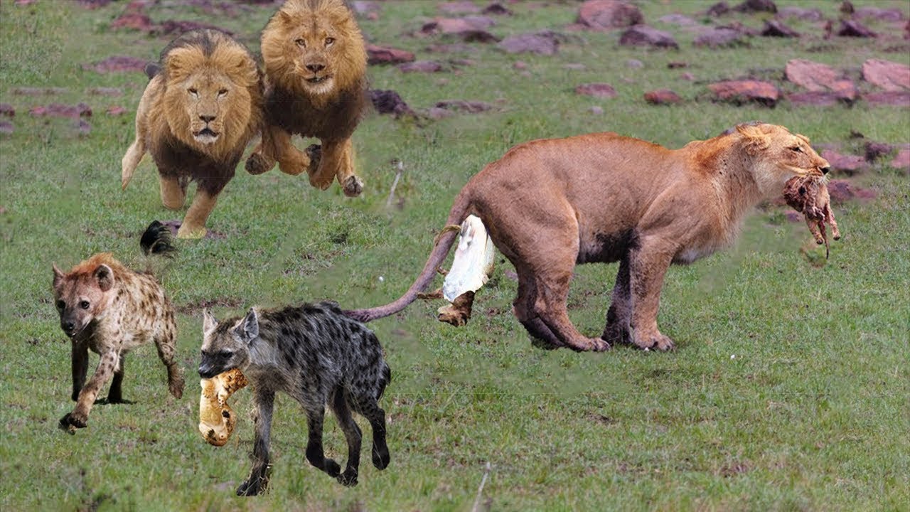 LIVE: Ultimate Fight To Steals Food of Lions vs Hyenas - Craziest Wild Animals Fight 2019