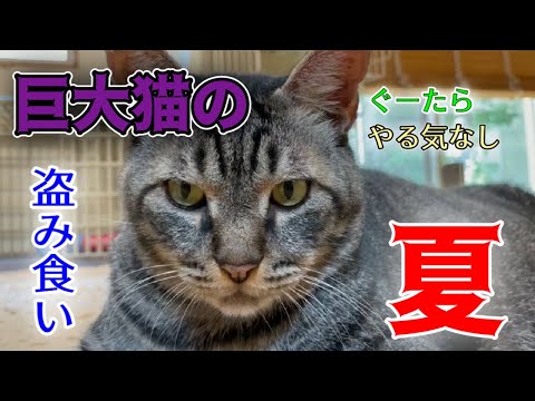 でかい猫とゆかいな仲間たちの夏の過ごし方【Rescued cats】 - まとめ 