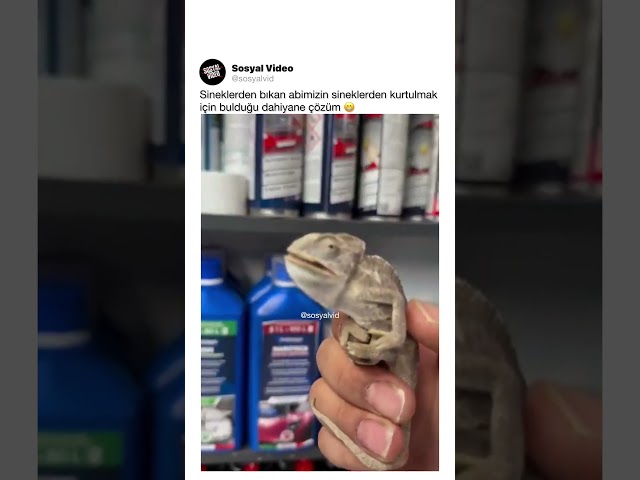 Sineklerden bıkan abimizin sineklerden kurtulmak için bulduğu dahiyane çözüm 😁