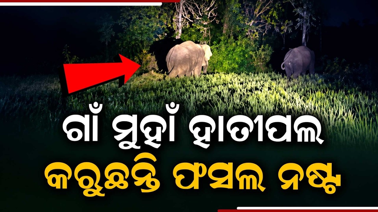 Elephant Herd Blocks Bhanjanagar-Phulbani Highway In Ghumusar | Argus News