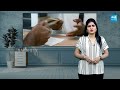 Understanding Loan Settlement in Telugu: Risks, Process & Credit Score Impact @SakshiTV  - 02:53 min - News - Video