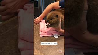 Have You Ever Seen A Baby Beaver Throw a Tantrum? #shorts