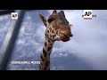 México: La jirafa Benito viaja hacia un hogar mejor en el centro del país - 01:28 min - News - Video