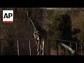 México: La jirafa Benito viaja hacia un hogar mejor en el centro del país