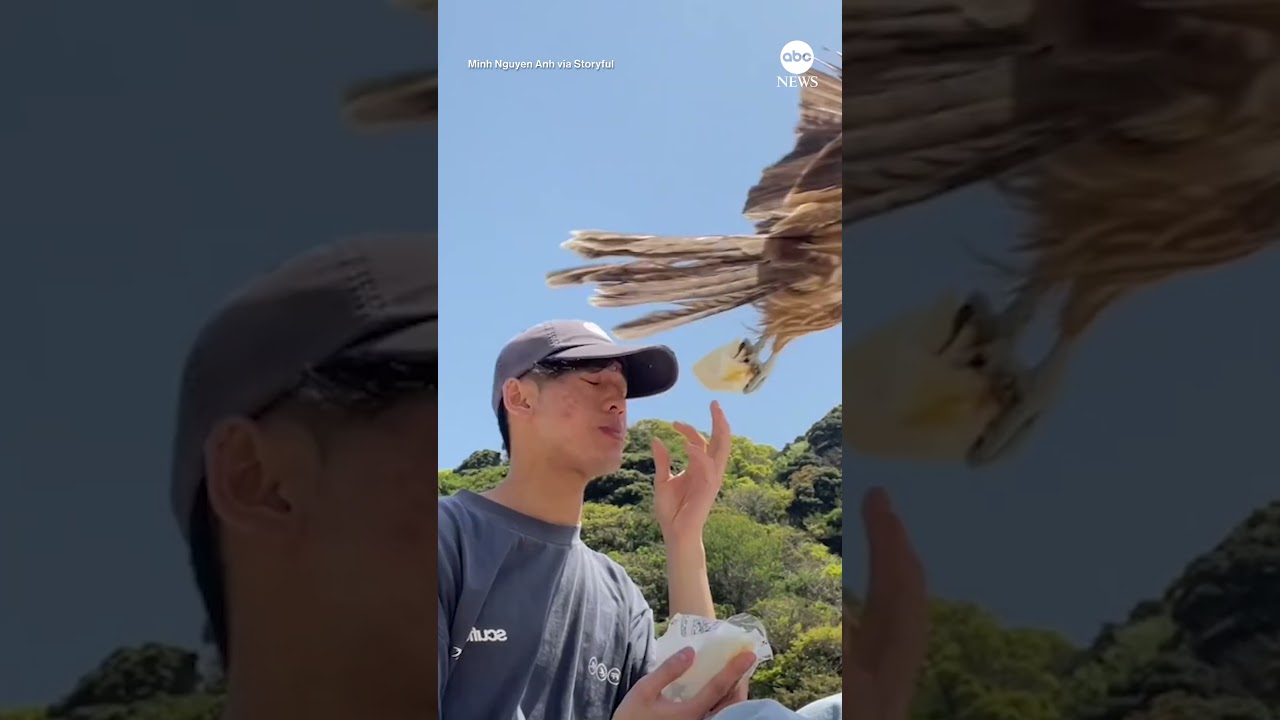 Falcon swoops in to steal man’s sandwich in central Japan
