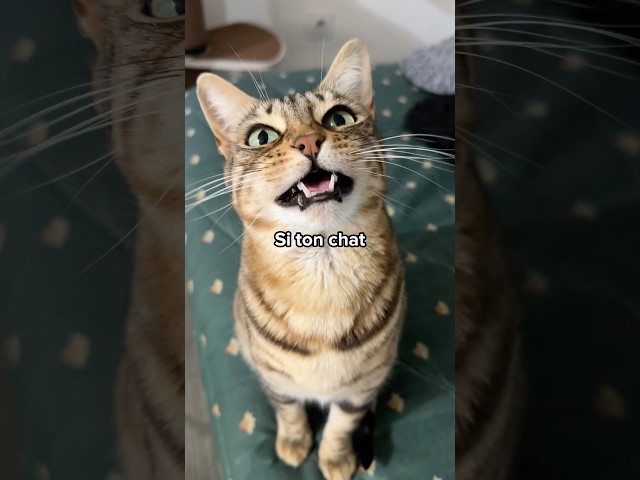 Les 10 prénoms de chat les plus populaires 📈🐈 #shorts #chat