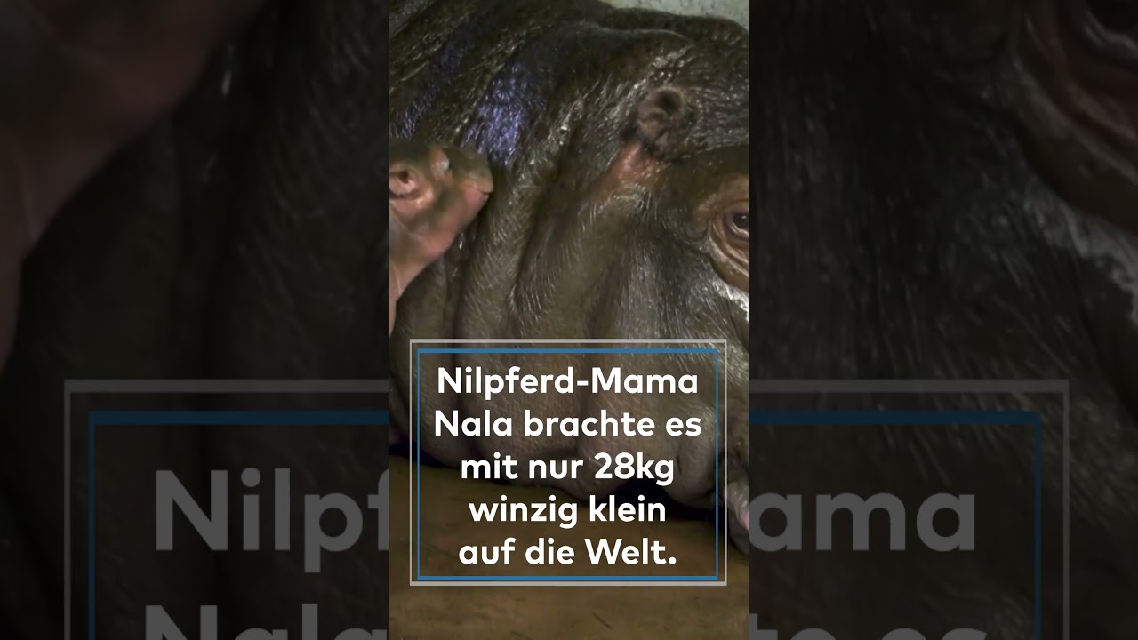 BABY-ALARM IM BERLINER ZOO: Mini-Flusspferd sorgt für Herzklopfen 💦🦛 shorts