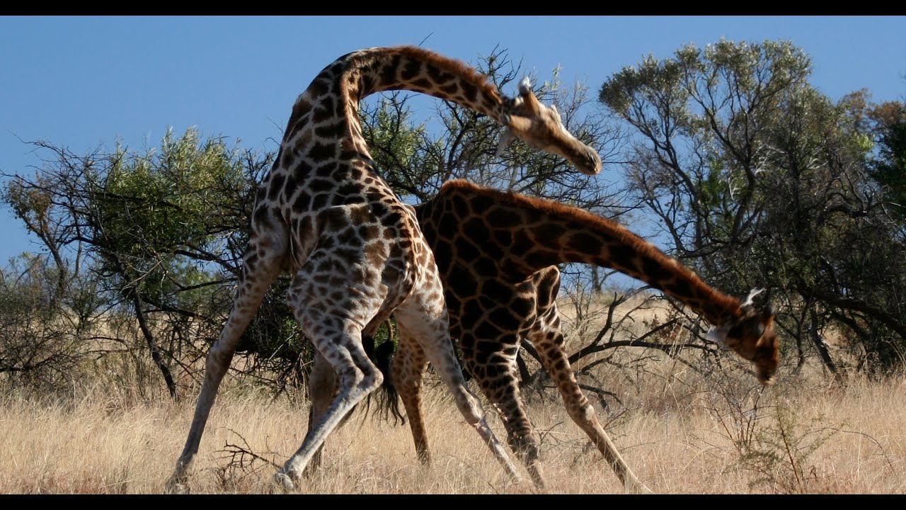 Knock Down Brutal Giraffe Fight On Safari At Pilanesberg South Africa Very Rare Youtube 