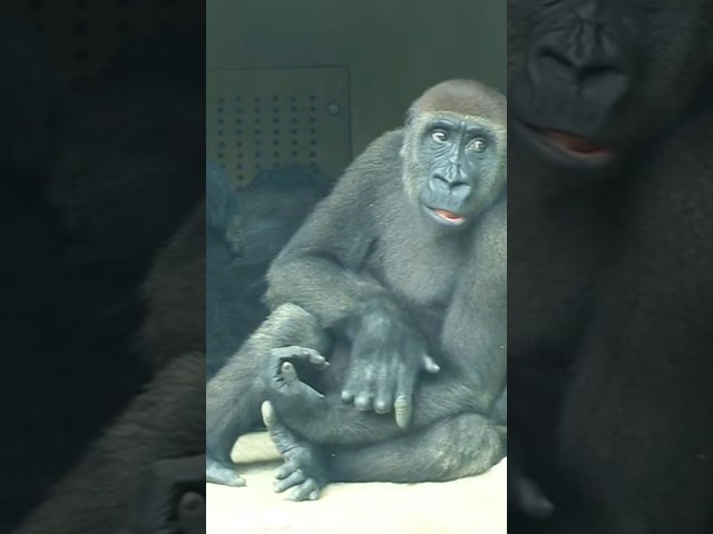 Jabali 好可愛