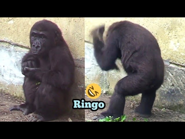Ringo washed his head with sand.😆🤪林戈用沙洗頭