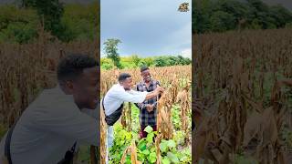 Togo 🇹🇬 : à 26 ans, il élève +400 moutons grâce à ça ! #Togoagriculture  #agricultureintégrée