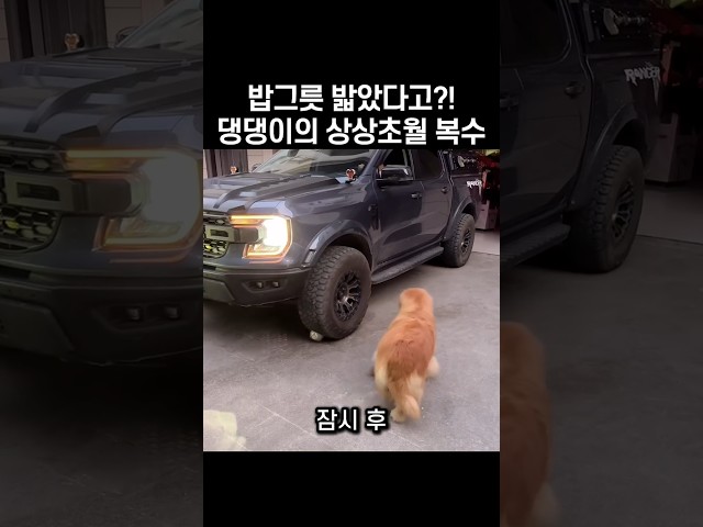 "감히 그냥 간다고?.." 댕댕이가 대형차 앞에서 항의한 이유