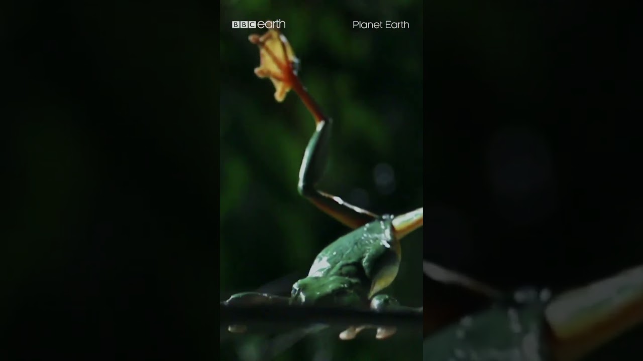 Gliding Leaf Frog's Leap of Faith I BBC Earth