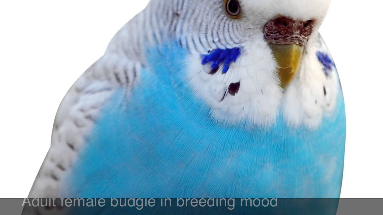 The Difference Between Male Female Budgie Birds Youtube