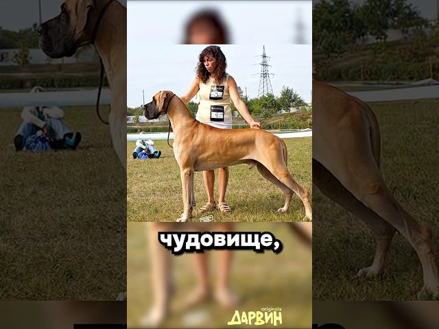 Собака в суд подавака