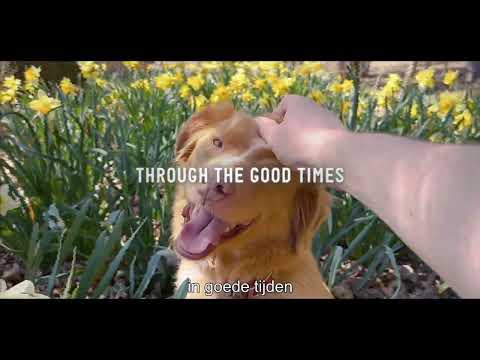 Good Boy'