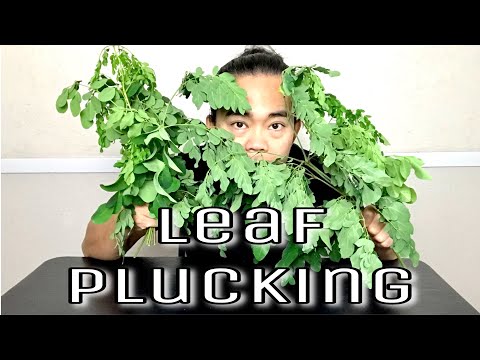 Upload mp3 to YouTube and audio cutter for ASMR Plucking Moringa leaves download from Youtube