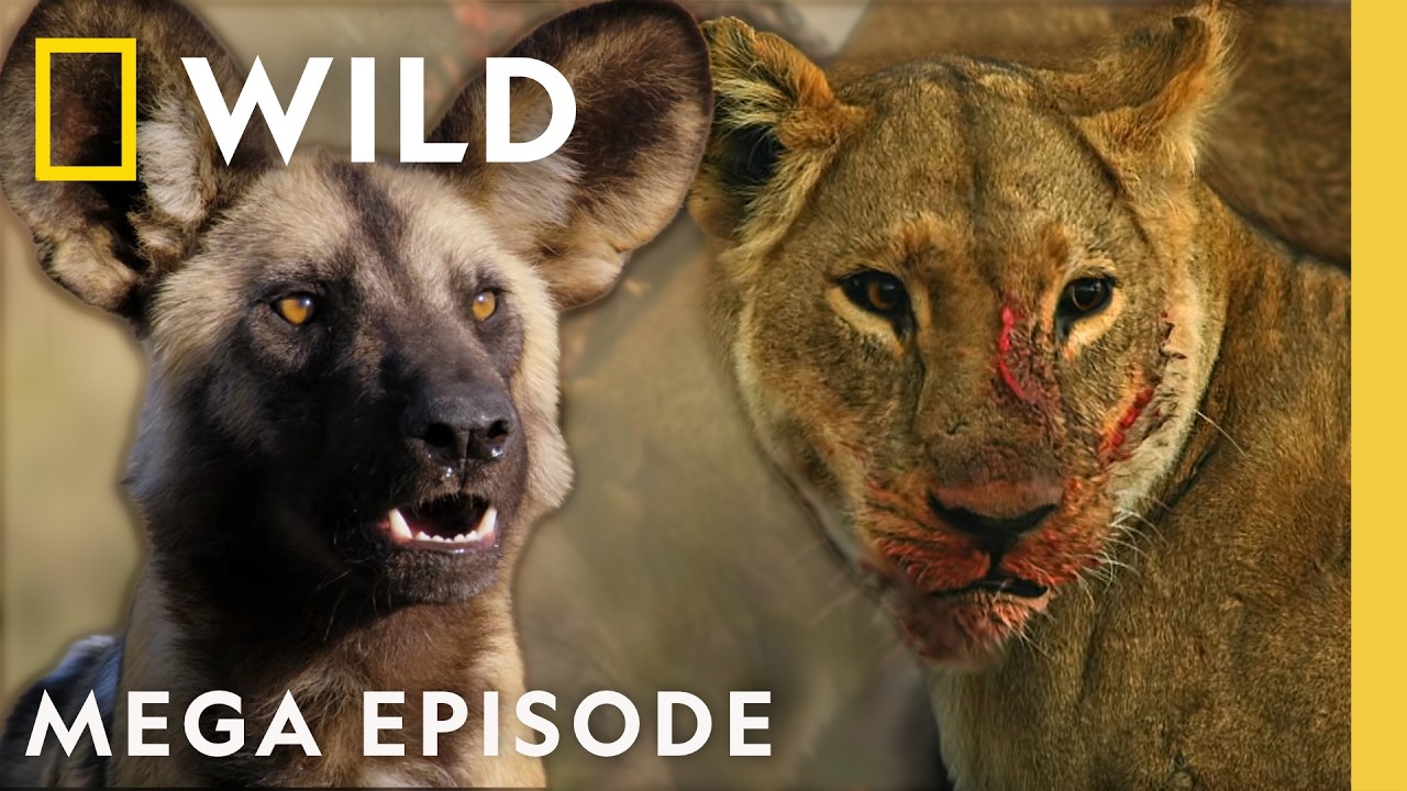 Proving Your Worth in the Wild | Savage Kingdom MEGA Episode | Nat Geo Animals
