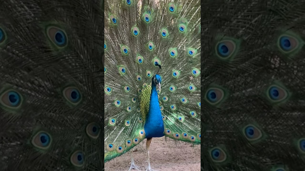 Nature is the greatest artist #peacock