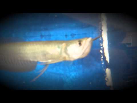 Clown Knife Fish Black Ghost Knife Tiger Oscar Silver 