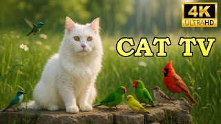 Cat TV for Cats to Watch 🐿️ Playful Squirrels and Birds in a Sunny Meadow 4K