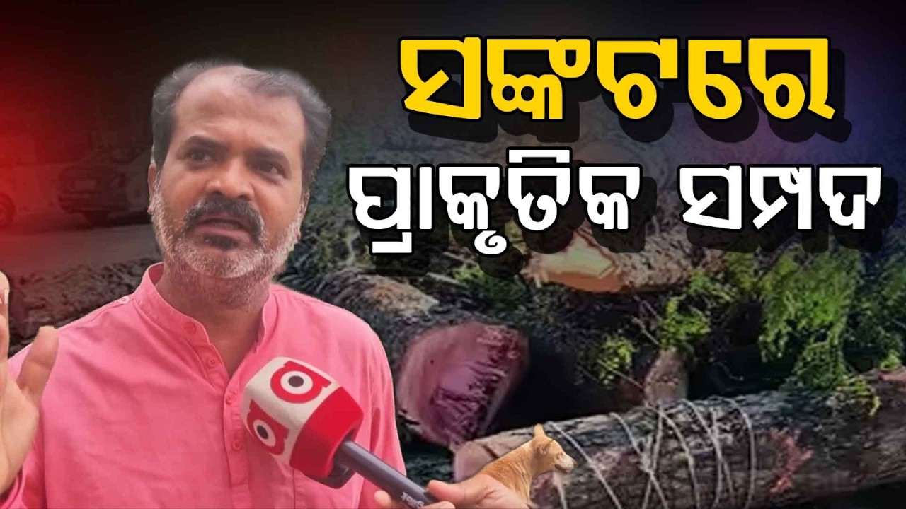 Kalahandi Tops Forest Loss in Odisha: IFSR Report Reveals Alarming Decline in Green Cover