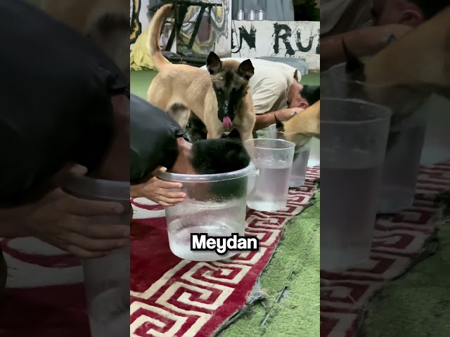 Köpek Rakibinin Hile Yaptığını Anlıyor..