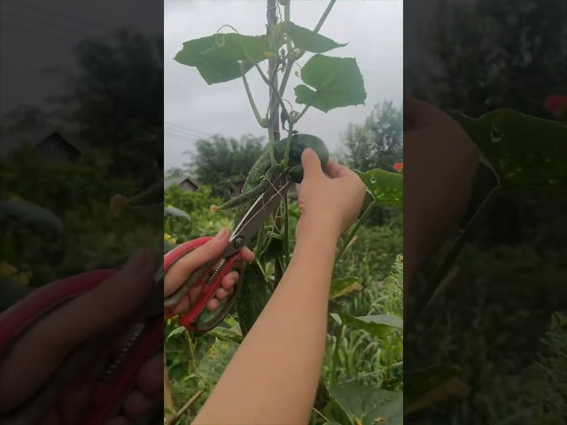 Cucumber picking process