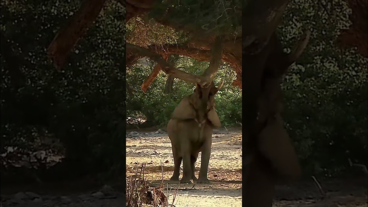African Elephant: Desert Master Surviving Harsh Dry Seasons