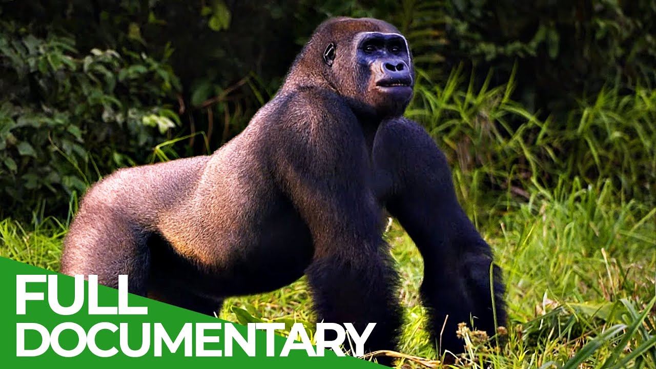 Back to Nature - Wild Animals Return to their Natural Habitat | Free Documentary Nature