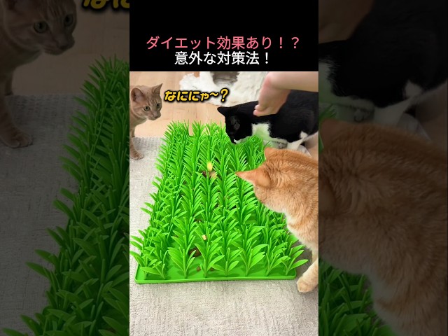 ダイエット効果あり！？意外な対策法！