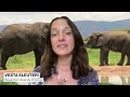 Elephant greetings change based on social relationships, study shows  - 01:34 min - News - Video
