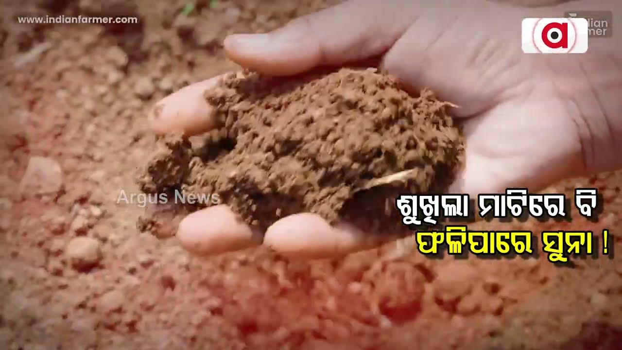 Promo: ଶୁଖିଲା ମାଟିରେ ବି ଫଳିପାରେ ସୁନା ! | Nua Sankalpa Nua Udana | Inspirational | Argus News