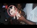 Pig Gives Birth to Elephant like Piglet in  Anantapur