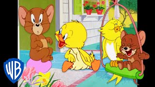Tom a Jerry a pták