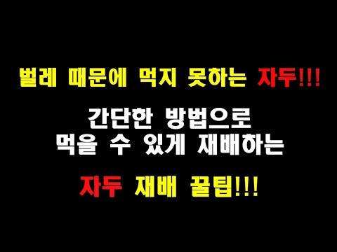 자두재배 꿀팁 - 벌레 때문에 먹지 못하는 자두 간단한 방법으로 먹을 수 재배하는 방법